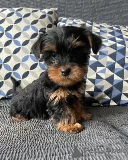 Zdjęcie №4. Sprzedam yorkshire terrier w Berlin. prywatne ogłoszenie - cena - 13zł