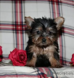 Zdjęcie №1. yorkshire terrier - na sprzedaż w Nowy Jork | negocjowane | Zapowiedź №87012