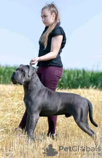 Zdjęcie №2 do zapowiedźy № 91607 na sprzedaż  cane corso - wkupić się Serbia 