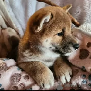 Dodatkowe zdjęcia: Shiba Inu, metryki ZKwP