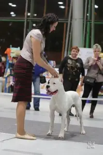 Zdjęcie №4. Sprzedam dog argentyński w Rostów nad Donem. prywatne ogłoszenie - cena - Negocjowane