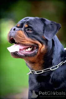 Dodatkowe zdjęcia: Rottweiler, najlepsze szczenięta