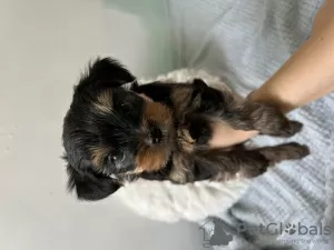 Zdjęcie №1. yorkshire terrier - na sprzedaż w Bat Yam | 3767zł | Zapowiedź №63860