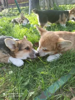 Dodatkowe zdjęcia: Corgi-puppies na sprzedaż.