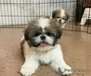 Zdjęcie №1. shih tzu - na sprzedaż w Berikon | 1591zł | Zapowiedź №125758