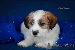 Zdjęcie №3. Szczeniak Jack Russell Terrier. Federacja Rosyjska