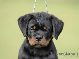 Zdjęcie №1. rottweiler - na sprzedaż w Нови Сад | negocjowane | Zapowiedź №70599