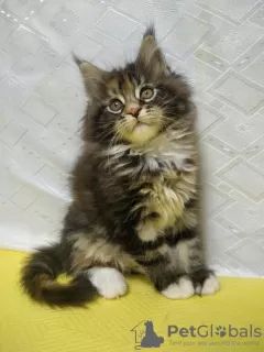 Dodatkowe zdjęcia: Maine Coon