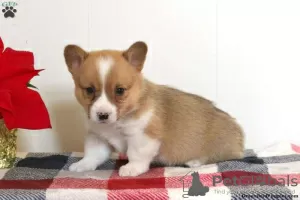 Zdjęcie №1. welsh corgi - na sprzedaż w East Texas | 2813zł | Zapowiedź №63529