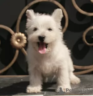 Zdjęcie №4. Sprzedam west highland white terrier w Москва. prywatne ogłoszenie, od żłobka, hodowca - cena - 4754zł