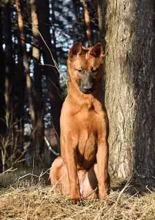 Zdjęcie №1. thai ridgeback - na sprzedaż w Mińsk | Negocjowane | Zapowiedź №1907