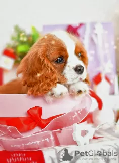 Dodatkowe zdjęcia: Cavalier King Charles Spaniel