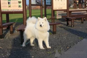 Dodatkowe zdjęcia: Szczeniaki Samoyed