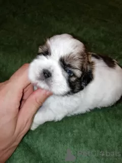 Zdjęcie №4. Sprzedam lhasa apso, shih tzu w Ryga. prywatne ogłoszenie, od żłobka, hodowca - cena - 2511zł