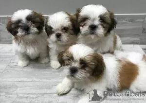 Zdjęcie №1. shih tzu - na sprzedaż w Norymberga | Bezpłatny | Zapowiedź №83082