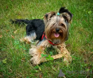 Zdjęcie №1. yorkshire terrier - na sprzedaż w Częstochowa | negocjowane | Zapowiedź №105750