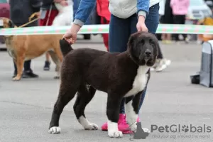 Dodatkowe zdjęcia: SAO (Owczarek Środkowoazjatycki)