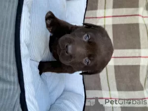 Zdjęcie №1. labrador retriever - na sprzedaż w Norymberga | 2302zł | Zapowiedź №122790