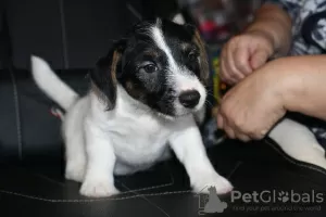 Zdjęcie №2 do zapowiedźy № 26903 na sprzedaż  jack russell terrier - wkupić się Federacja Rosyjska od żłobka