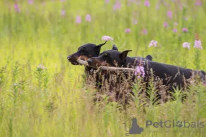 Dodatkowe zdjęcia: Szczenięta Dobermanów - Dan Smile Helgi i Adal Eskae Vangard, urodzone