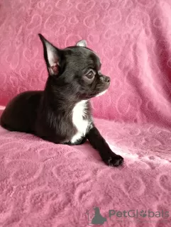 Zdjęcie №3. Mini dziewczynka chihuahua. Białoruś