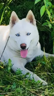 Dodatkowe zdjęcia: Piękne szczeniaczki Siberian Husky od inteligentnej pary!