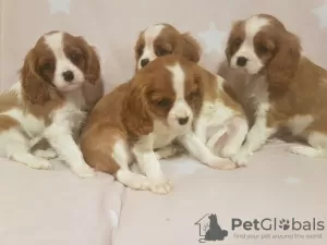 Zdjęcie №1. cavalier king charles spaniel - na sprzedaż w Нант | 1807zł | Zapowiedź №12292