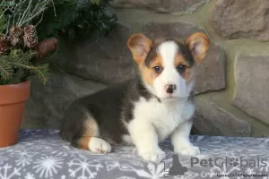 Zdjęcie №3. KC Registered Pembrokeshire Corgi Szczenięta 1(281)698-7719. USA