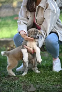 Dodatkowe zdjęcia: Japońskie szczenięta Akita Inu