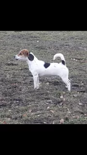 Dodatkowe zdjęcia: Jack Russell Terrier Girl Smooth