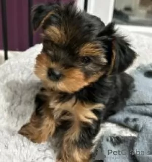 Zdjęcie №1. yorkshire terrier - na sprzedaż w Kauhava | negocjowane | Zapowiedź №56129