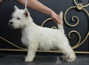 Dodatkowe zdjęcia: szczeniak west highland white terrier z Interchampiona