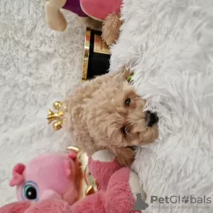 Dodatkowe zdjęcia: Maltipoo fb1 BellaQueen