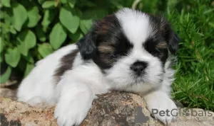 Zdjęcie №1. shih tzu - na sprzedaż w Västeråsen | 1807zł | Zapowiedź №11347