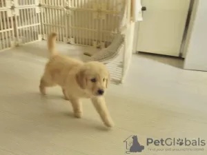 Zdjęcie №2 do zapowiedźy № 96461 na sprzedaż  golden retriever - wkupić się Polska prywatne ogłoszenie