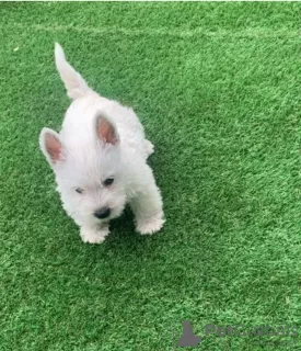 Zdjęcie №1. west highland white terrier - na sprzedaż w Uppsala | negocjowane | Zapowiedź №97897