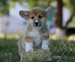 Zdjęcie №1. welsh corgi - na sprzedaż w Москва | 2259zł | Zapowiedź №11635