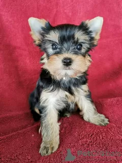 Zdjęcie №1. yorkshire terrier - na sprzedaż w Esti | 1256zł | Zapowiedź №76988