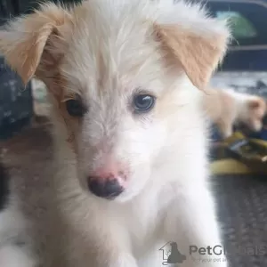 Zdjęcie №1. border collie - na sprzedaż w Zagreb | 1465zł | Zapowiedź №80688