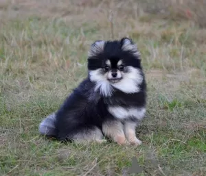 Zdjęcie №3. Uroczy mały Pomeranian, mini FCI.. USA