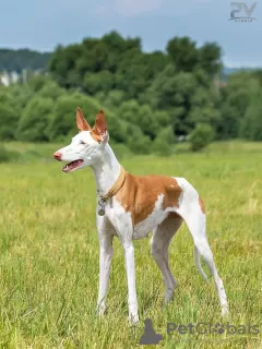 Zdjęcie №4. Sprzedam podenco z ibizy w Москва. hodowca - cena - negocjowane