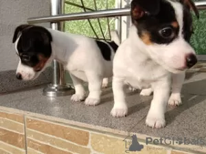 Zdjęcie №1. jack russell terrier - na sprzedaż w Bastogne | 1591zł | Zapowiedź №96330