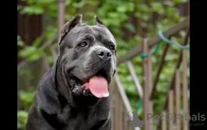 Zdjęcie №1. cane corso - na sprzedaż w Stary Oskol | negocjowane | Zapowiedź №8998