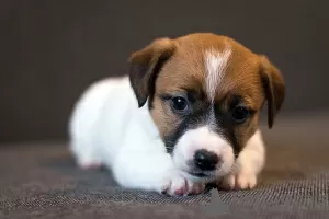 Zdjęcie №3. Szczeniak rasowy Jack Russell Terrier. Białoruś