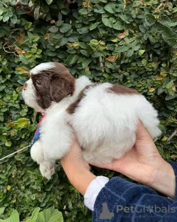 Zdjęcie №3. Urocze szczenięta płci męskiej i żeńskiej Shih Tzu. Niemcy