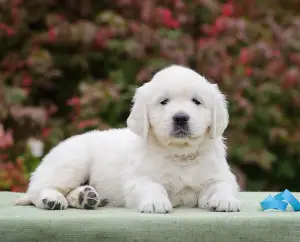 Zdjęcie №1. golden retriever - na sprzedaż w Sarańsk | 1925zł | Zapowiedź №3477