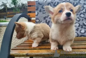 Zdjęcie №1. welsh corgi - na sprzedaż w Линдау | Bezpłatny | Zapowiedź №112257