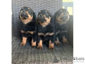 Zdjęcie №1. rottweiler - na sprzedaż w Bernkastel-Kues | negocjowane | Zapowiedź №99126