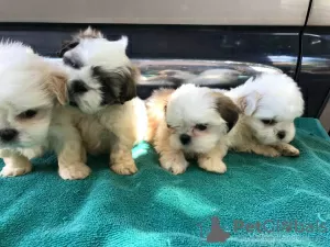 Zdjęcie №3. Cudowne szczenięta Shih Tzu do adopcji.. Niemcy