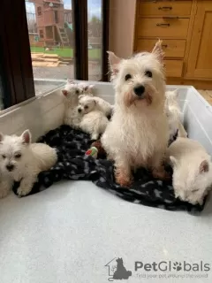 Zdjęcie №3. West Highland White Terrier Welpen zu einem erschwinglichen Preis zu verkaufen.. Niemcy